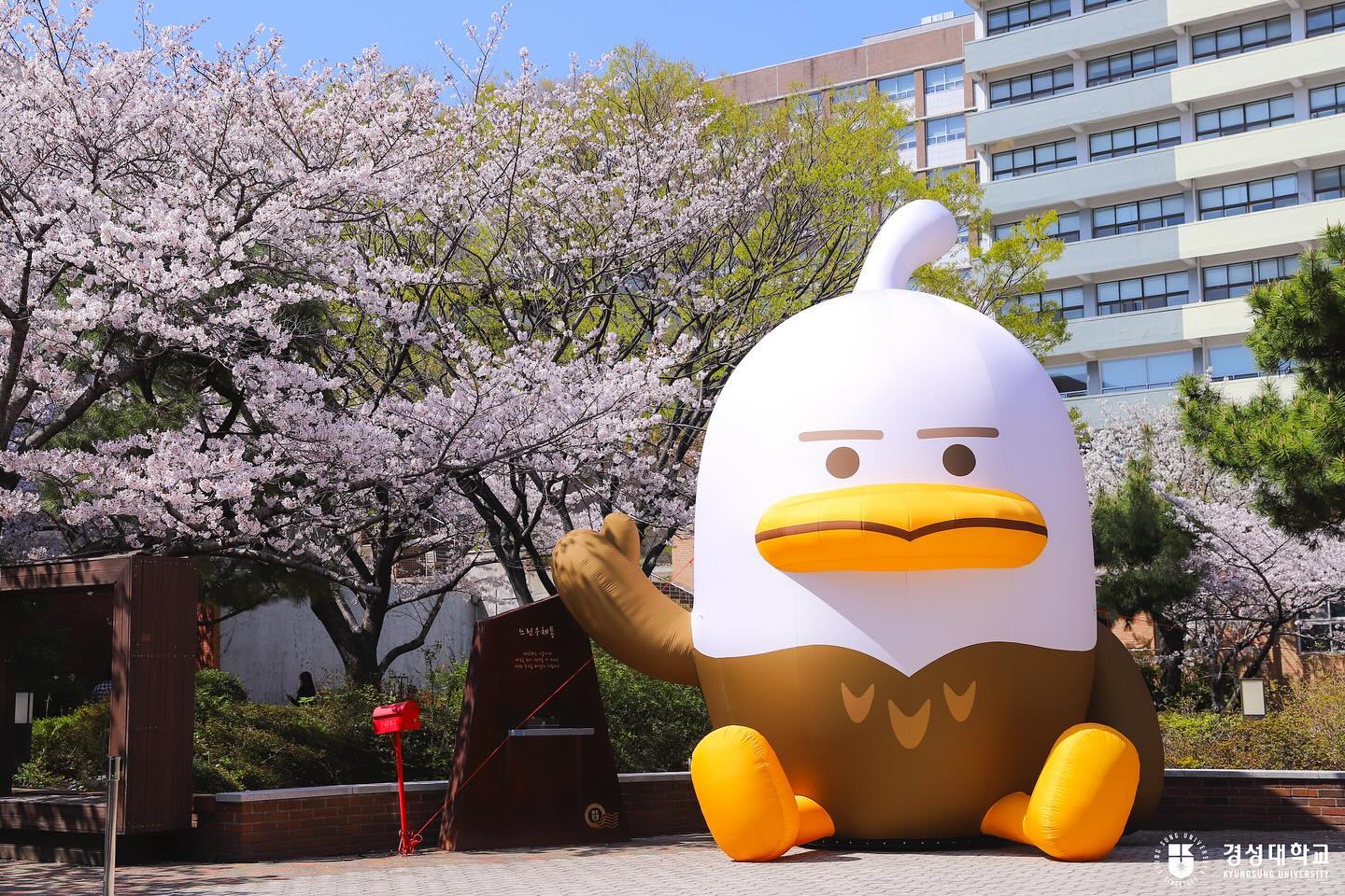 ĐẠI HỌC KYUNGSUNG HÀN QUỐC