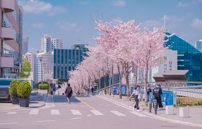 Đại học Soongsil mùa xuân